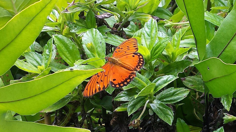 Kamehameha butterfly on leaf