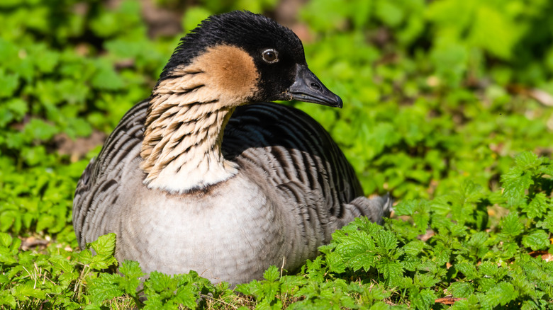 Nene goose resting on leaves