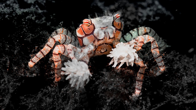 pom-pom crab on rock, close-up