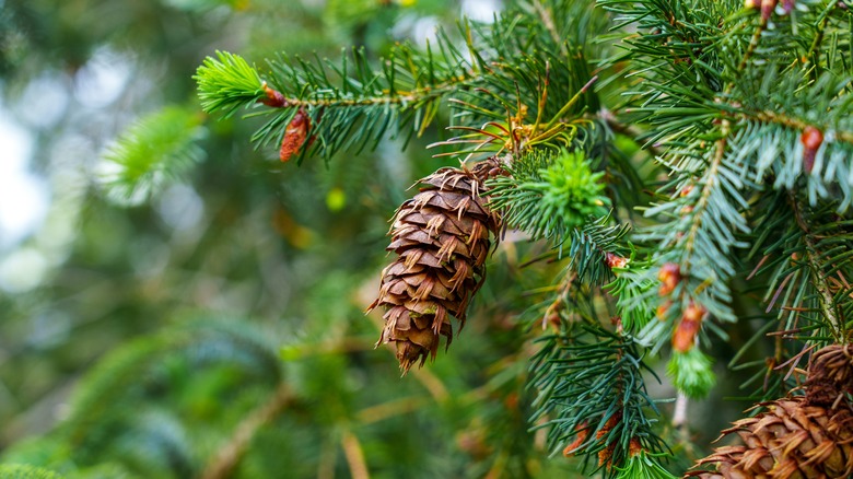 Pine needles and pine cone dangling from tree