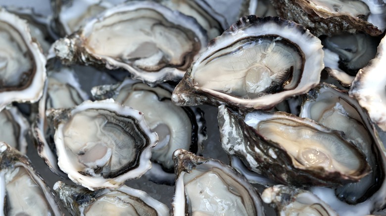 Oysters still in the half-shell