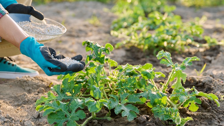 Gardener fertilizing watermelon plant