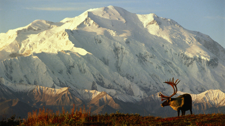 Mt Denali in distance, with moose grazing in field below