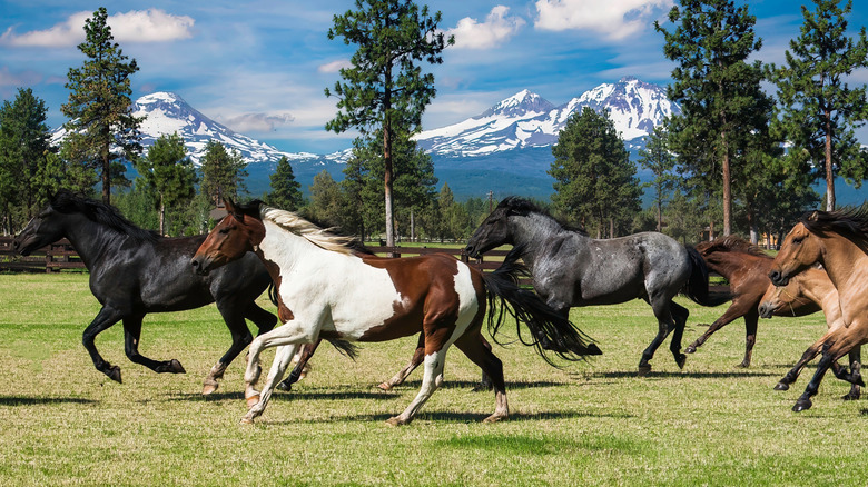 Horses galloping in Sisters, Oregon, with mountains in distance