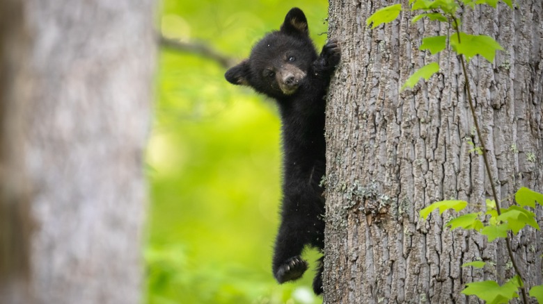 baby black bear in smoky mountains national park