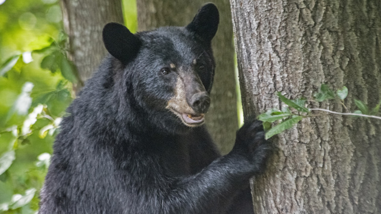 black bear near tree