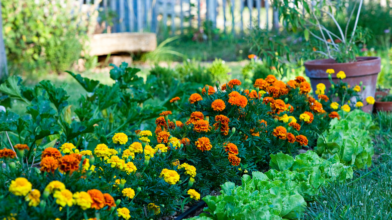 Marigold bushes in garden