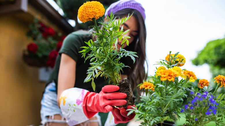 Woman planting flowers, including marigolds