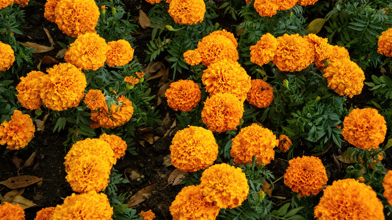 Marigold bush, overhead view