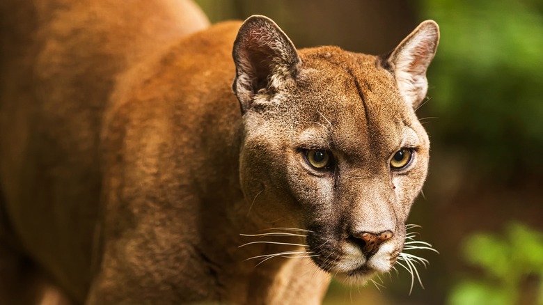 Cougar mountain lion focusing on prey