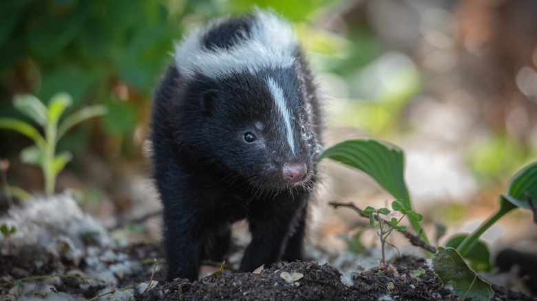 Young skunk in the wild