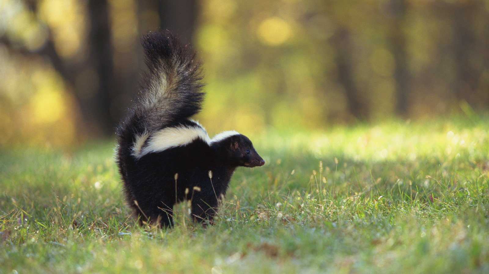 Watch For These Warning Signs That A Skunk Is About To Spray