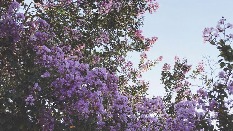 Blooming purple crepe myrtle