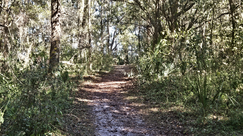 Bolen Bluff Trail in Alachua County, Florida at Paynes Prairie