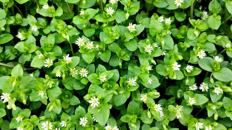 Chickweed with white flowers