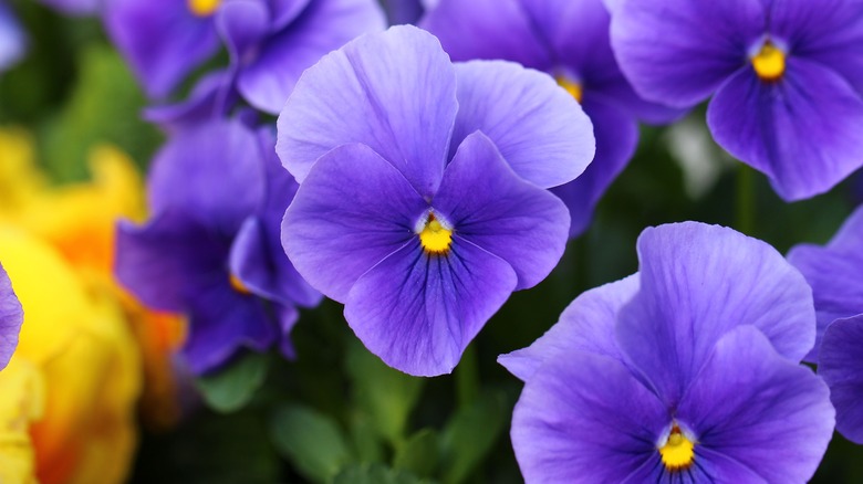 Purple violets, close-up shot