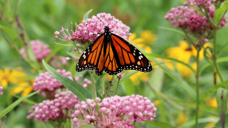 Monarch butterfly on pink milkweed
