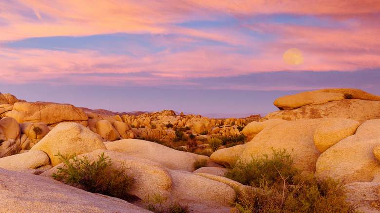 Joshua Tree National Park at sunset