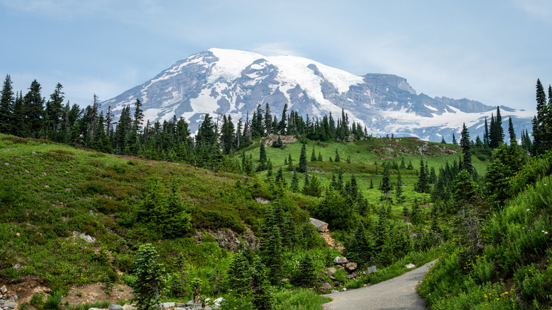 View of Mount Rainier among forested area