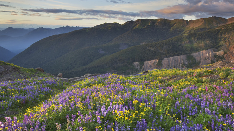 Meadows of North Cascades National Park