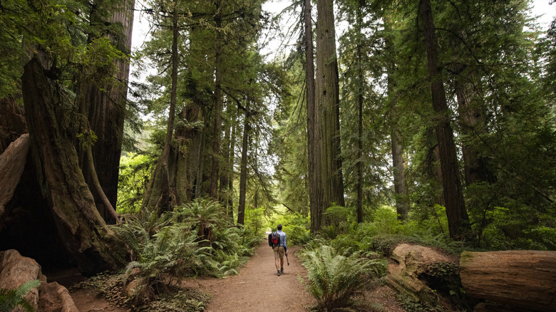 Hiker walking through Redwood National Park