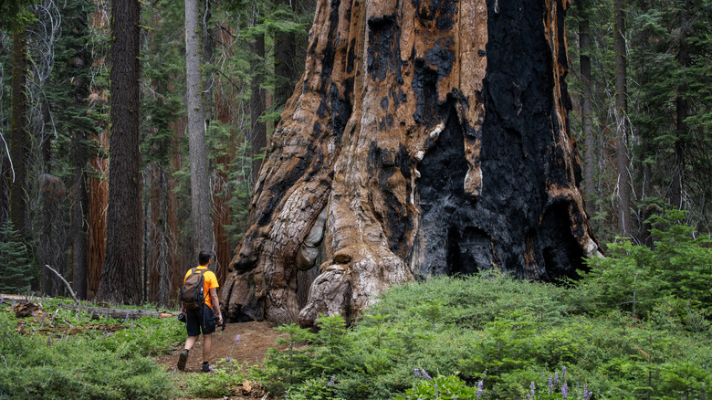 Hiker standing at base of sequoia tree