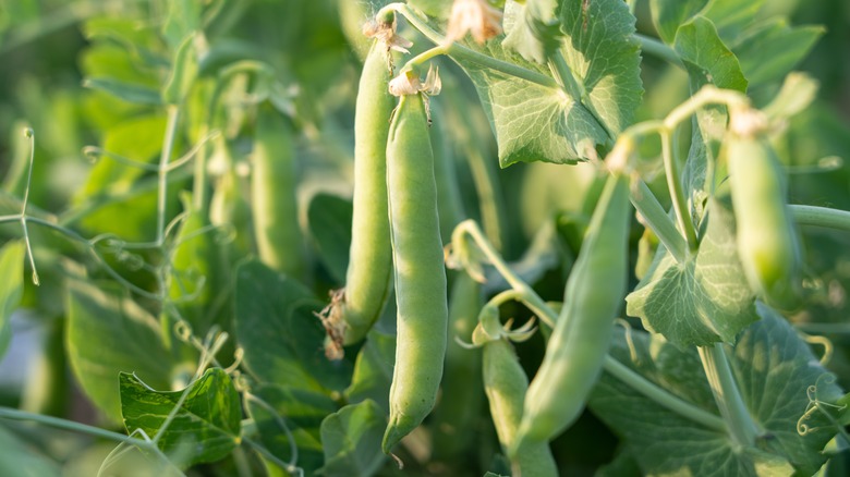 pea plant with pea pods