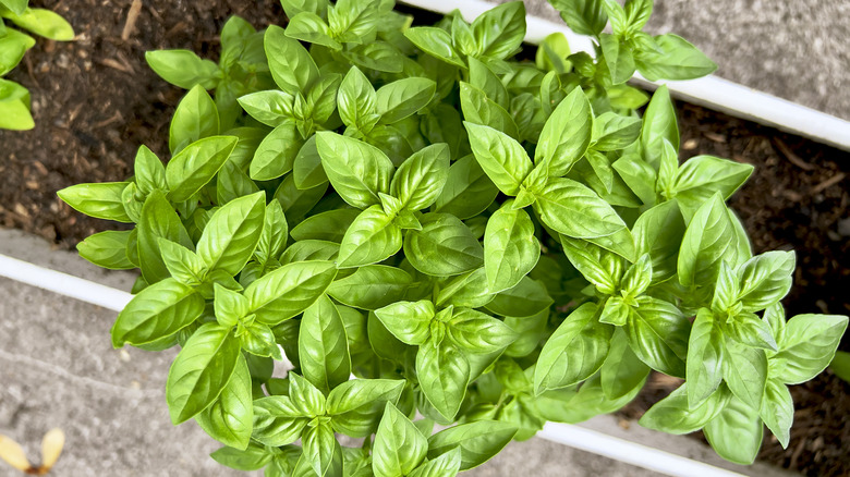 Basil plant in a pot