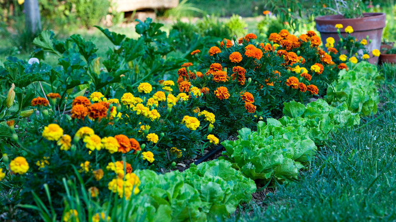 marigolds in a garden