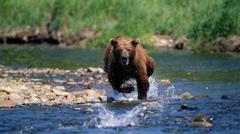 Bear running in water