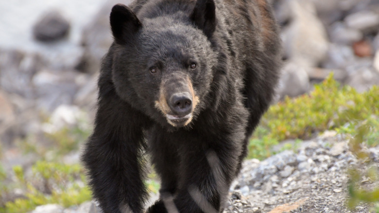 Black bear charging