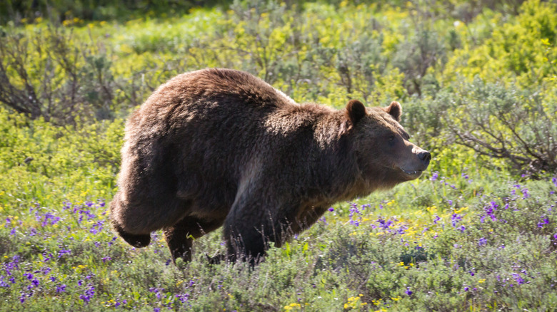 Brown bear charging