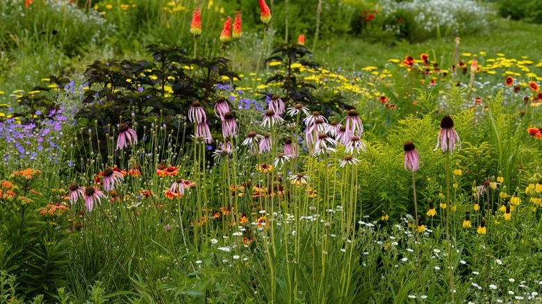 Garden of wildflowers