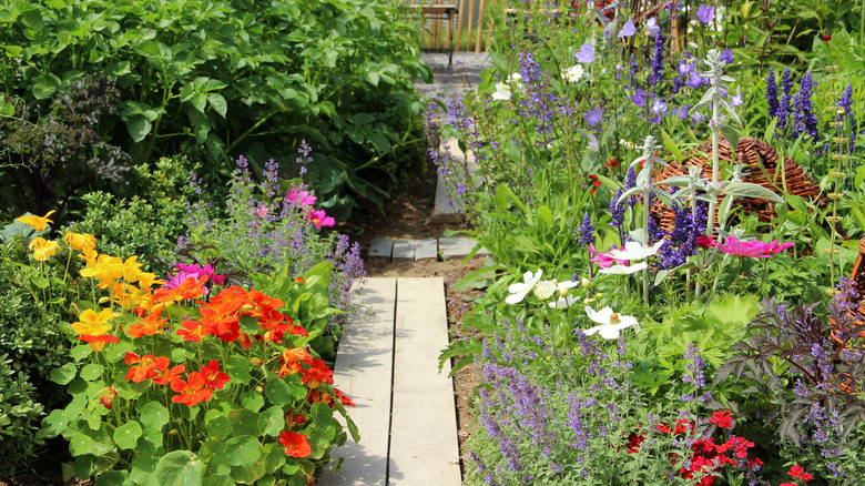 A variety of plants in a garden