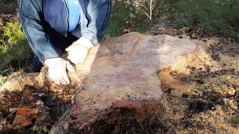 fatwood in tree stump