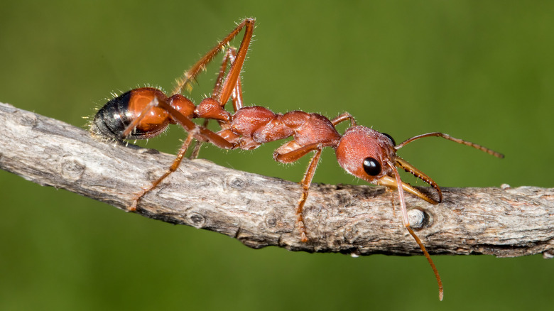 bulldog ant close-up on branch