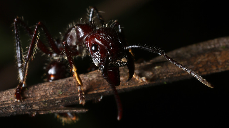 Bullet ant close-up