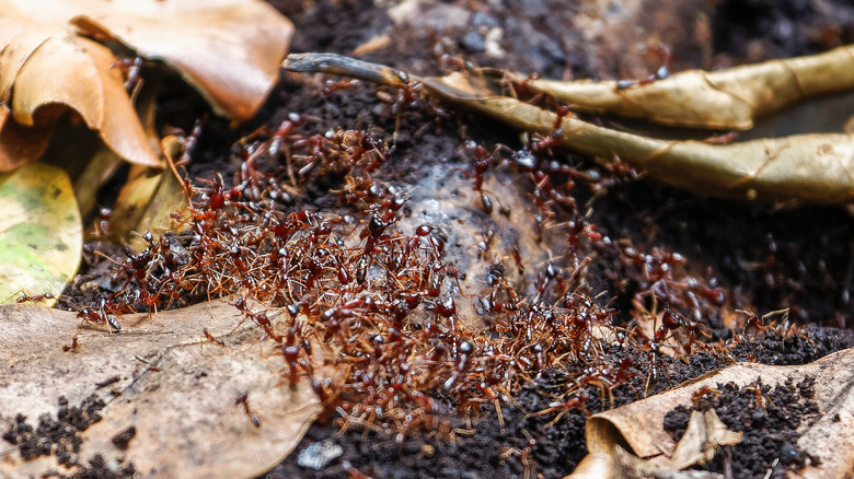 driver ants