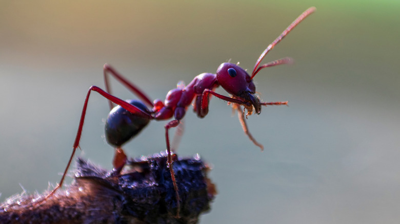 red harvester ant close-up
