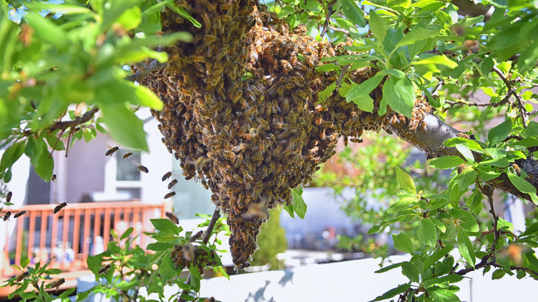 Bee's nest on tree branch near home