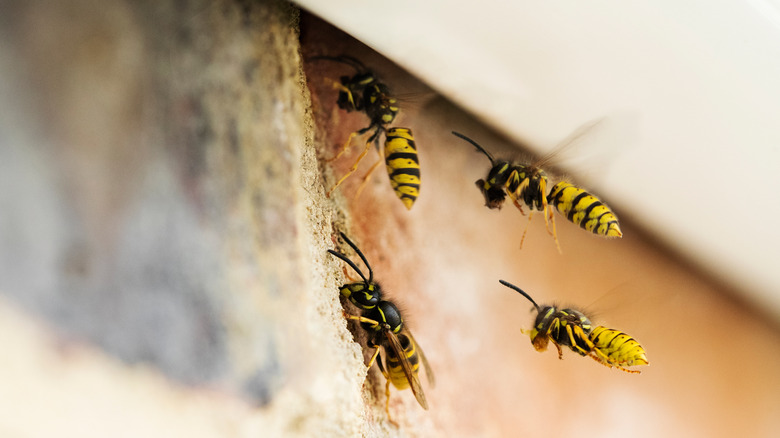 wasps under a roof