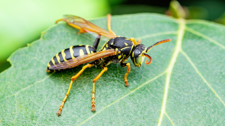 yellow jacket wasp on a green leaf