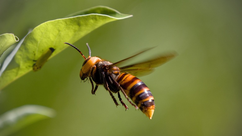 asian giant hornet hovering beside a leaf