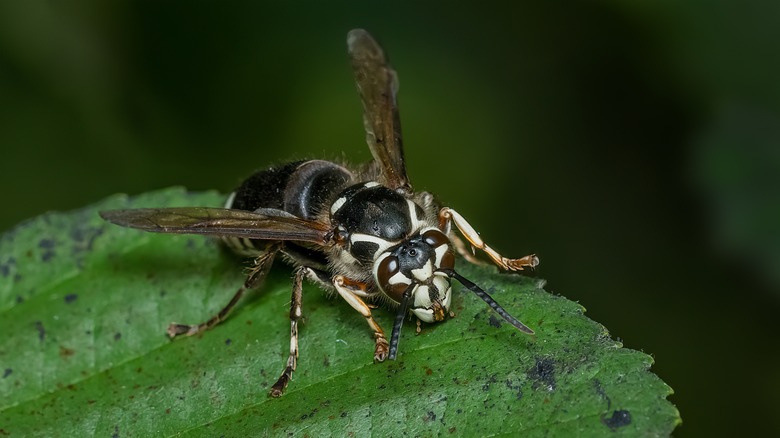 Bald-faced hornet on green life