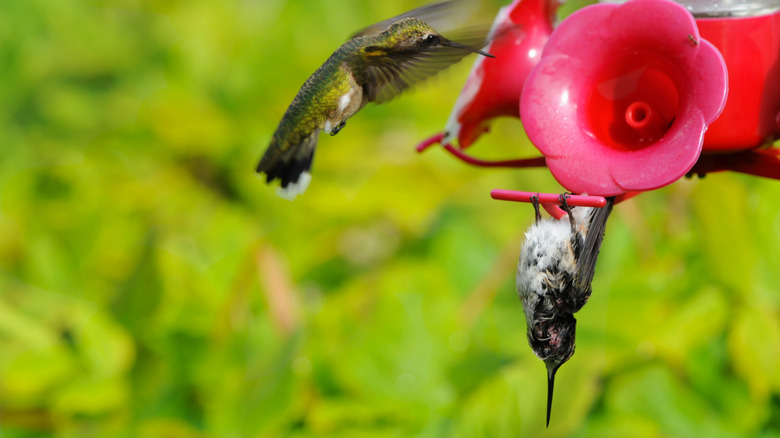 Hummingbird hanging upside down from a feeder