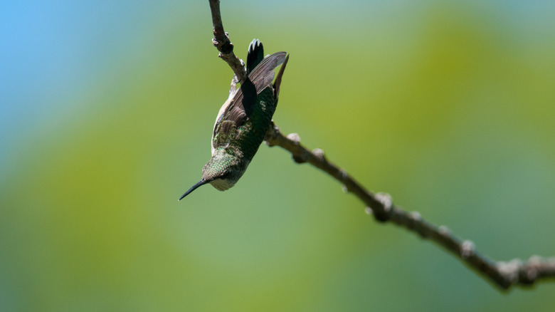 Hummingbird hanging upside down from a branch