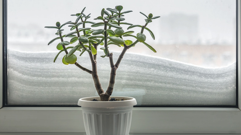 Succulent near a cold snowy window