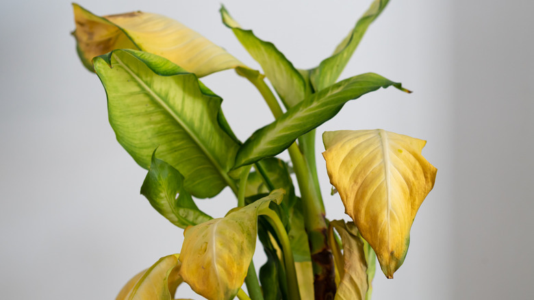 Houseplant with some yellow leaves