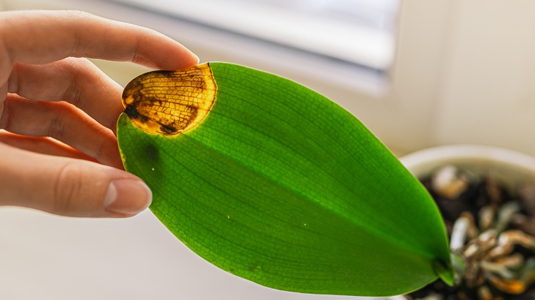 Orchid leaf with fungal disease