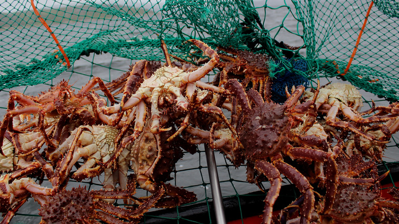 Net filled with king crabs